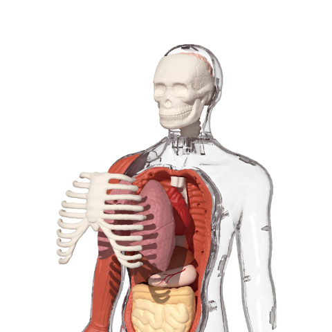 Joc STEM Anatomia umana, TopBright [3]