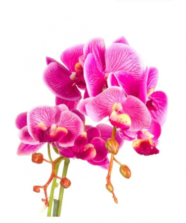 Orhidee artificiala cu 2 tije in ghiveci [1]