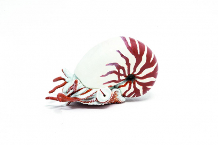 Jocuri si articole copii - PAPO FIGURINA NAUTILUS