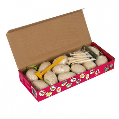 Set de excavare cu 12 oua de dinozauri, carduri si ustensile, +7 ani [5]