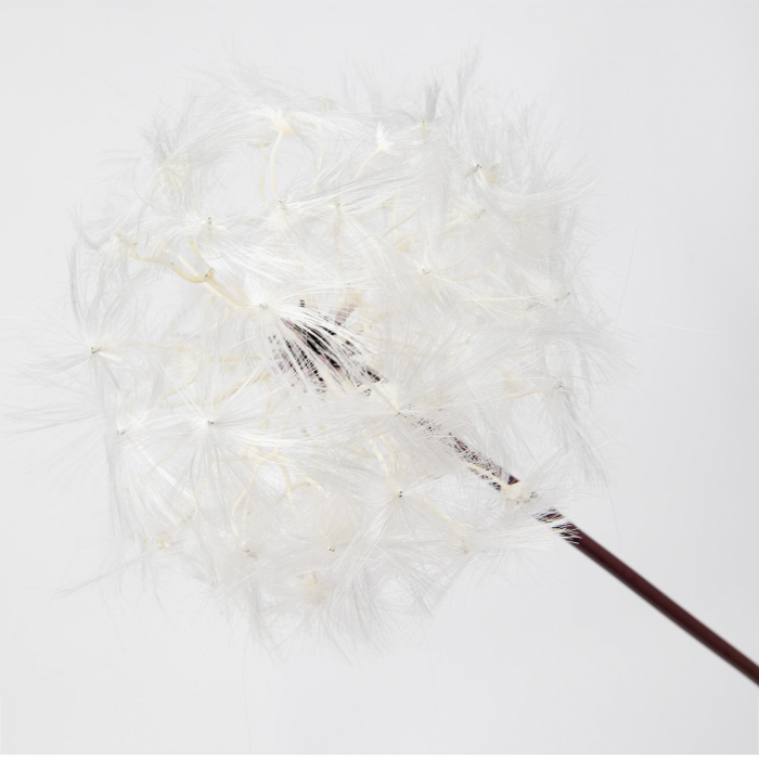 Dandelion (papadie) white, artificial 63 X 10 cm & 85 X 12 cm & 90 X 17 cm [2]