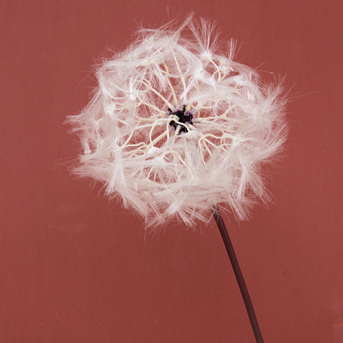 Dandelion (papadie) white, artificial 63 X 10 cm & 85 X 12 cm & 90 X 17 cm [4]