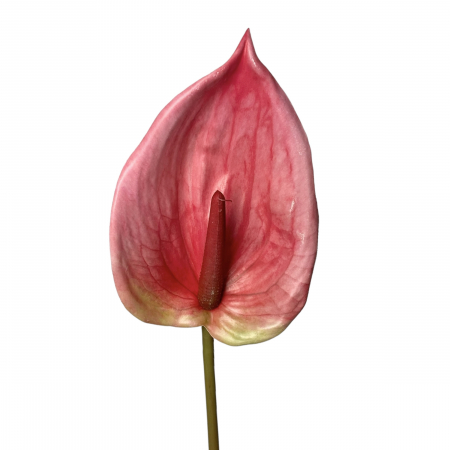 Anthurium - Anthurium artificial - 85 cm