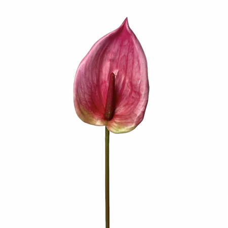 Anthurium artificial - 85 cm [1]