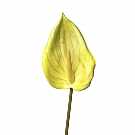 Anthurium artificial - 85 cm [1]