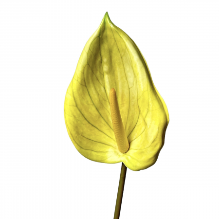 Anthurium - Anthurium artificial - 85 cm