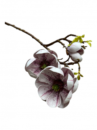 Magnolia - Creanga artificiala cu flori de Magnolia Grandiflora - 55 cm