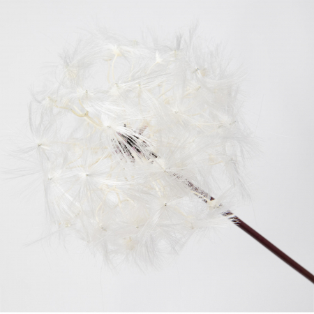 Dandelion (papadie) white, artificial 63 X 10 cm & 85 X 12 cm & 90 X 17 cm [1]