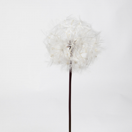 Dandelion(Papadia) - Dandelion (papadie) white, artificial 63 X 10 cm & 85 X 12 cm & 90 X 17 cm