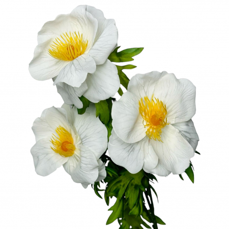 img-attr