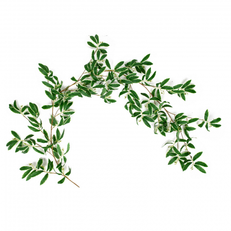 Ghirlande - Ghirlanda cu crengute Lonicera - 170 cm