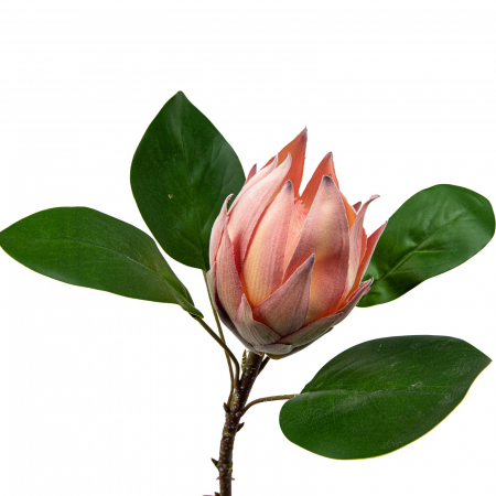 Proteea - Floare artificiala de Proteea cu frunze - 50 cm