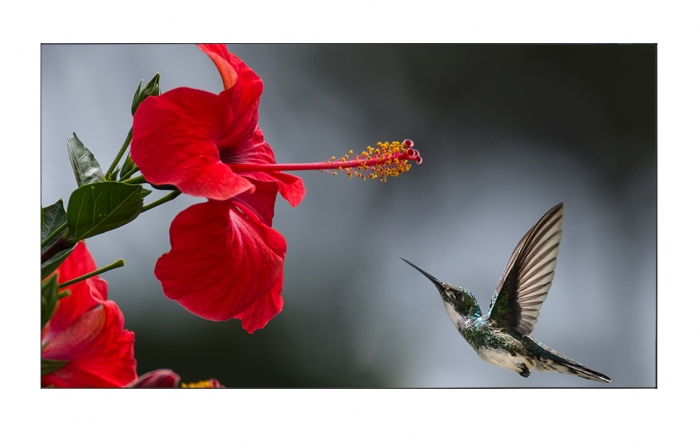 Ecran proiectie EliteScreens AR100H2-CLR [4]