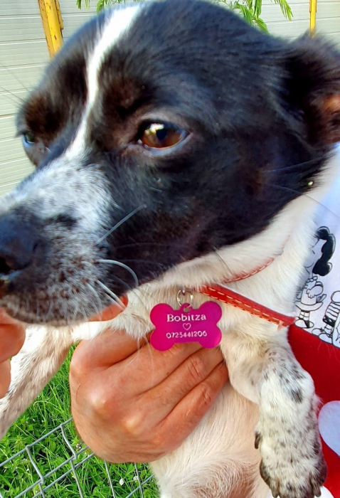 Dog tag personalizat, medalion pentru animalele de companie  in forma de os, gravat cu nume si simbol [5]