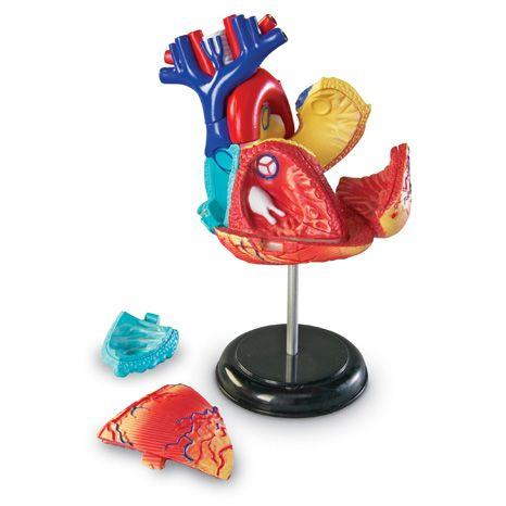 Learning-Resources-Corpul-uman-Inima-Macheta-cu-29-piese-Set-educativ [2]