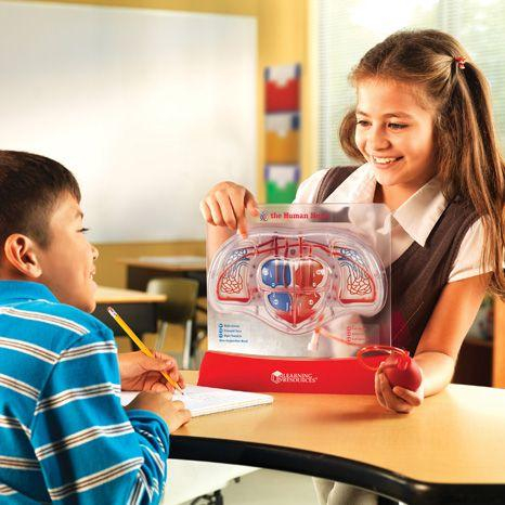 Learning-Resources-Set-educativ-copii-Cum-functioneaza-inima [3]