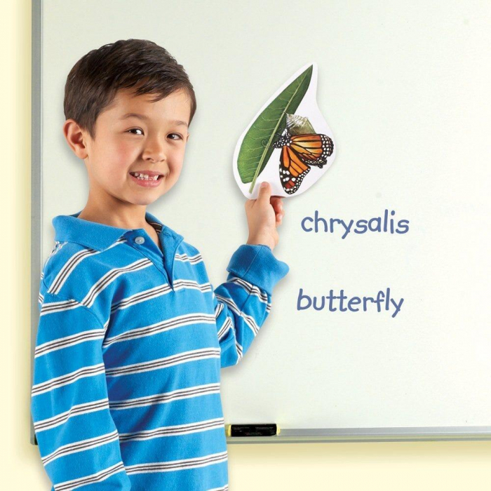 Learning Resources-Ciclul vietii fluturelui - set magnetic [3]