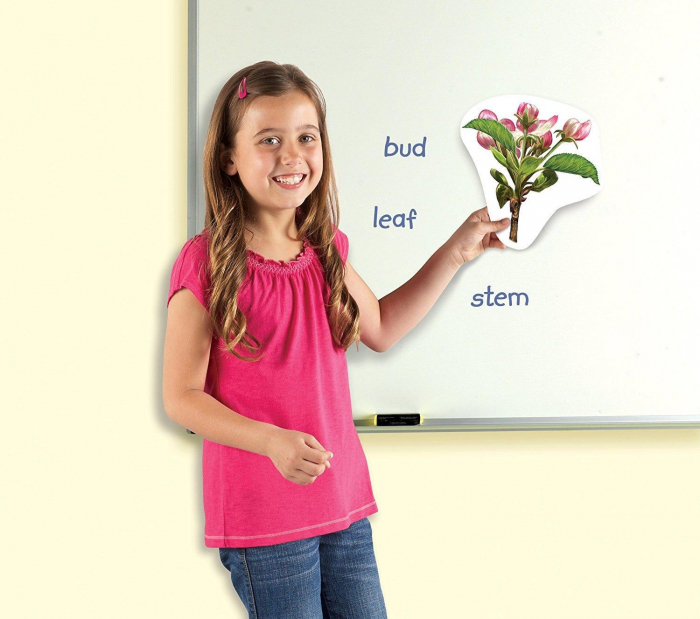 Learning Resources-Ciclul vietii plantei - set magnetic [3]