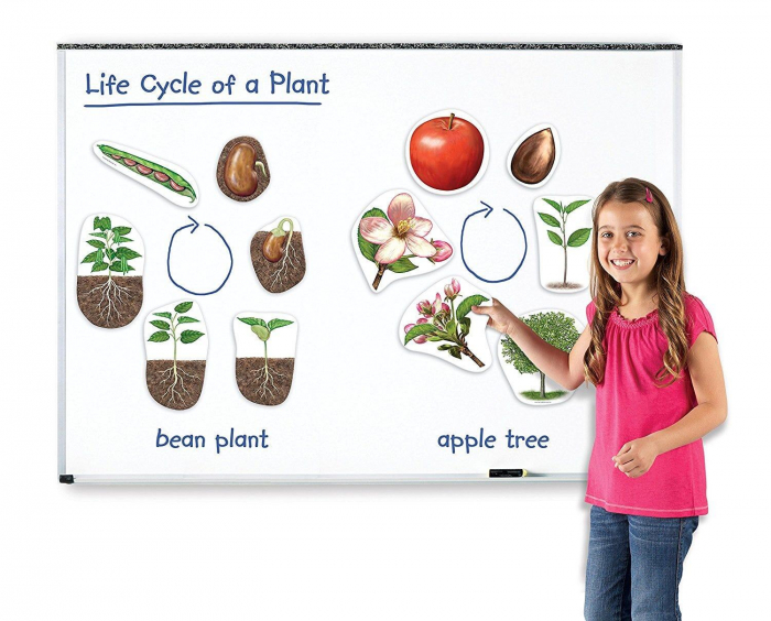Learning Resources-Ciclul vietii plantei - set magnetic [2]