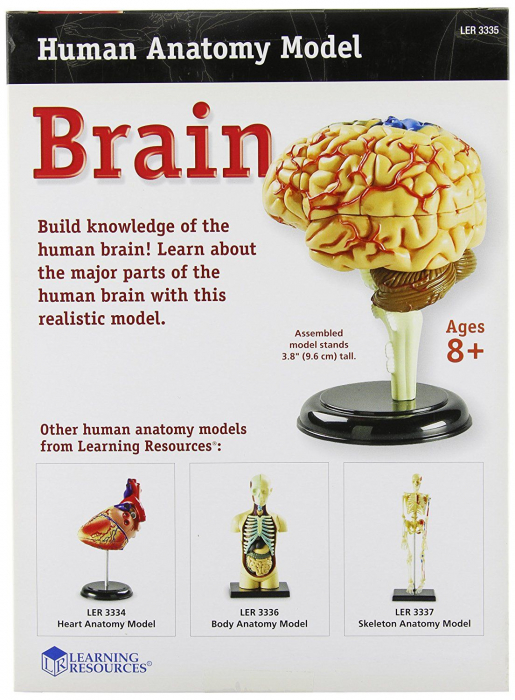 Learning-Resources-Corpul-uman-Creierul-31-piese-Set-educativ [3]