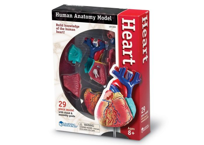 Learning-Resources-Corpul-uman-Inima-Macheta-cu-29-piese-Set-educativ [3]