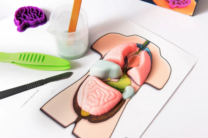 Pachet Introducere in anatomia corpului uman! [5]