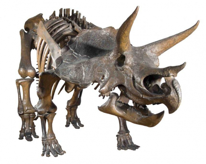 Natural-History-Museum-Diapozitive-Dinozauri [6]