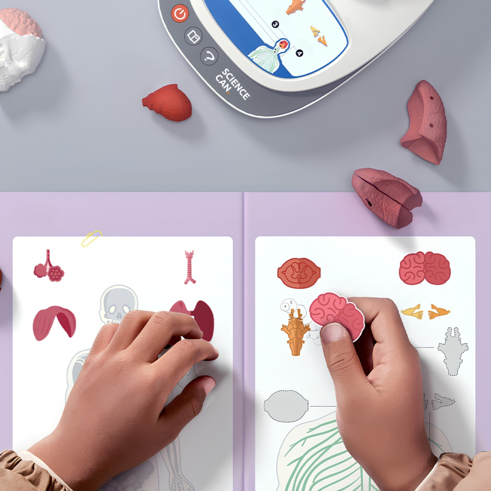 TopBright ScienceCan-Joc STEM Anatomia umana, TopBright [3]