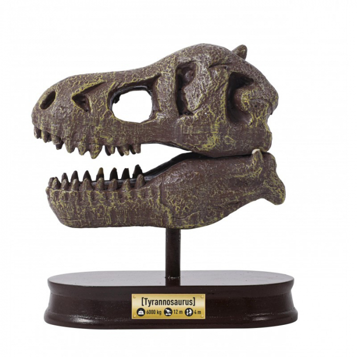 Buki France Kit de sapat - Craniu T-Rex de muzeu [4]