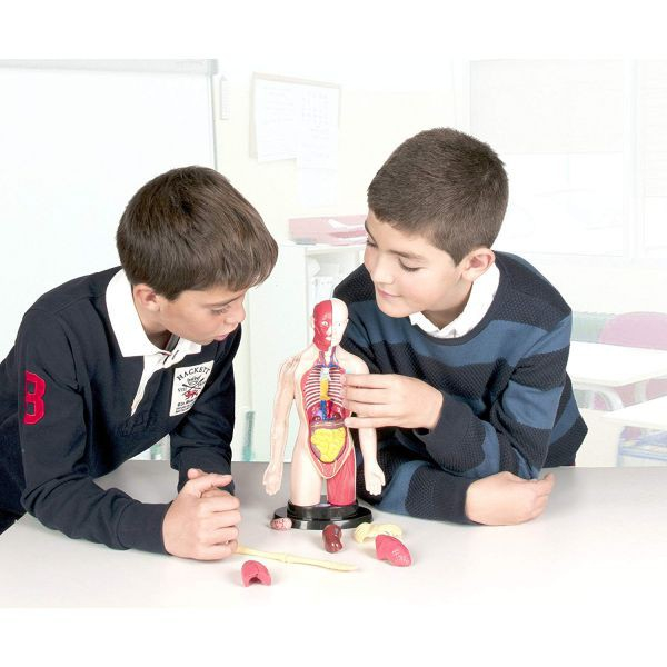 Miniland-Kit-educational-mulaj-Corpul-uman-si-sistemul-digestiv [5]