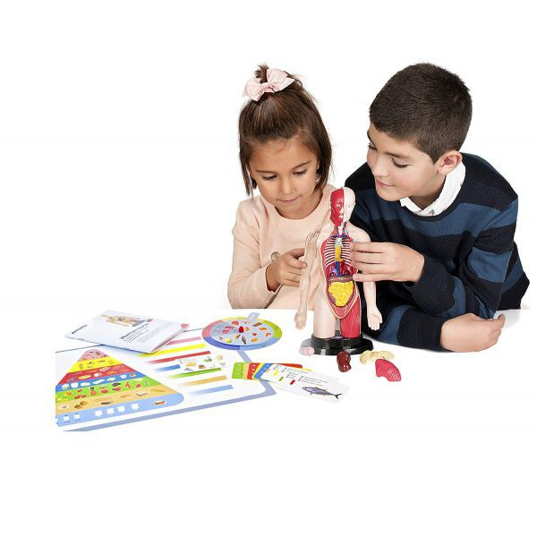 Miniland-Kit-educational-mulaj-Corpul-uman-si-sistemul-digestiv [4]