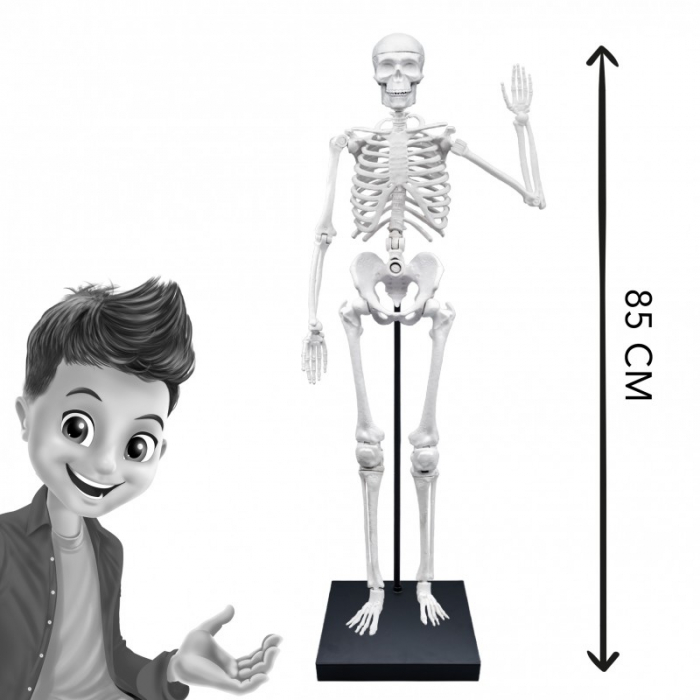 Emberi test csontváz modell 85 cm [5]