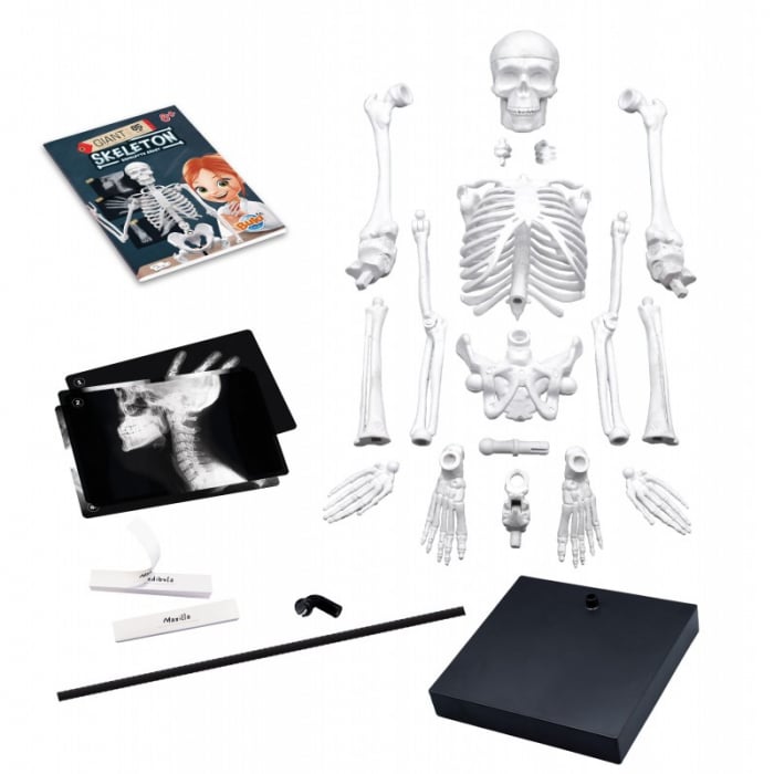 Pachet Set educativ Schelet si Corpul Uman [2]
