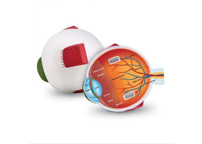 Learning-Resources-Model-sectiune-Ochiul [2]