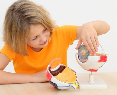 Betzold-Ochi uman anatomic - Macheta educative 3D demonstrativa - Scara 1:6 [4]
