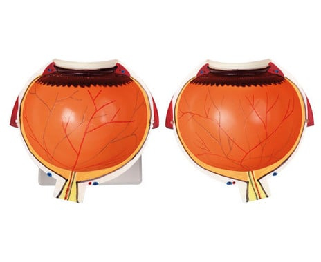 Betzold-Ochi uman anatomic - Macheta educative 3D demonstrativa - Scara 1:6 [3]