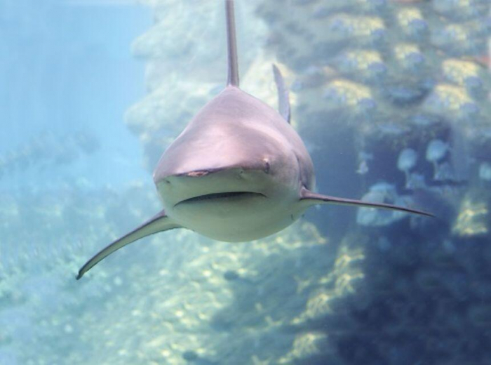 Natural-History-Museum-Proiector-tip-lanterna-Animale-marine [4]