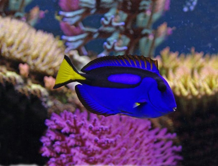 Natural-History-Museum-Proiector-tip-lanterna-Animale-marine [3]