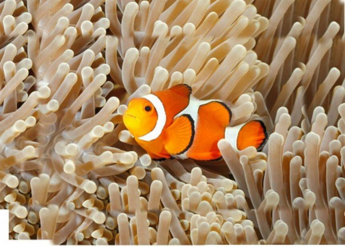 Natural-History-Museum-Proiector-tip-lanterna-Animale-marine [5]