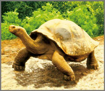 Brainstorm-Proiector-tip-lanterna-Animale-salbatice [3]