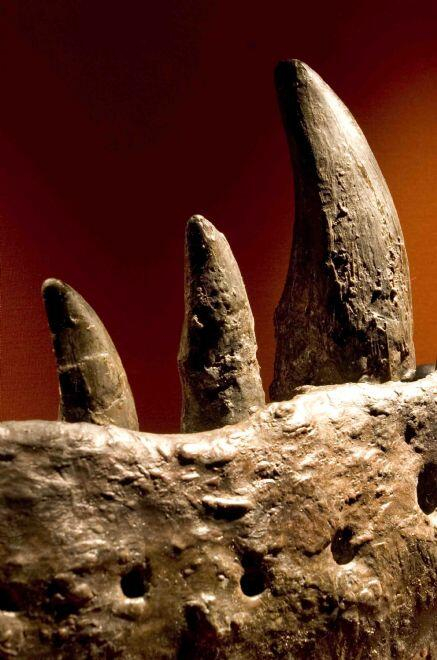 Natural History Museum Proiector tip lanterna - Dinozauri [14]