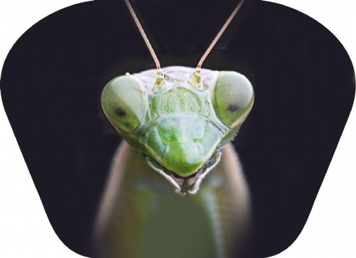 Natural-History-Museum-Proiector-tip-lanterna-Insecte [5]