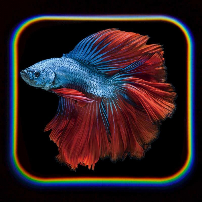 Tobar-Proiector-tip-lanterna-Oceanul [6]