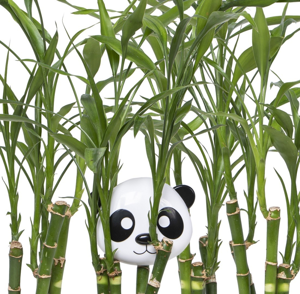 Recipient Hrana Bebe Cu Capac, Melii, Model Panda [5]