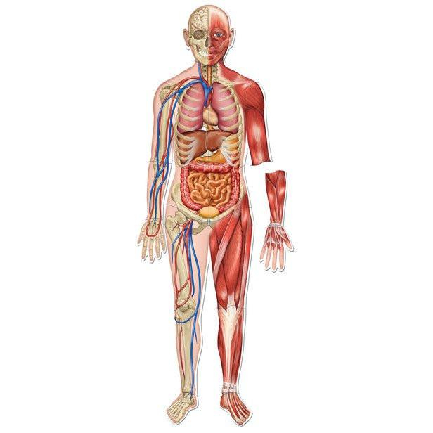 Planșa anatomică (corpul uman) - Synevo