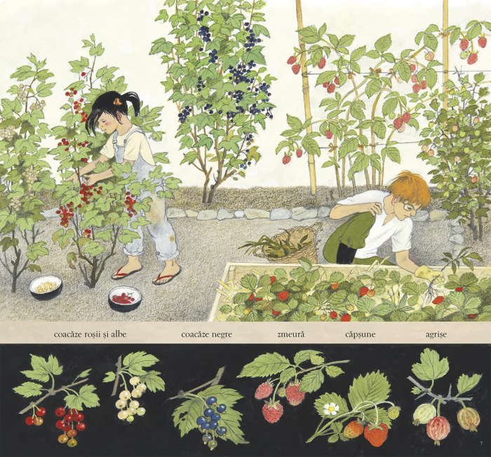 Frontiera-Sarbatoarea fructelor - Gerda Muller [3]