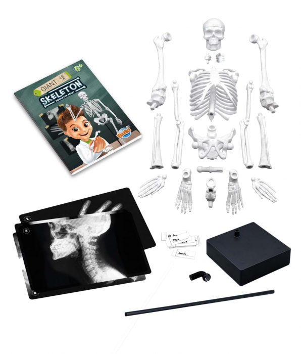 Buki France Schelet Gigant 45 cm - Anatomie pentru copii [5]