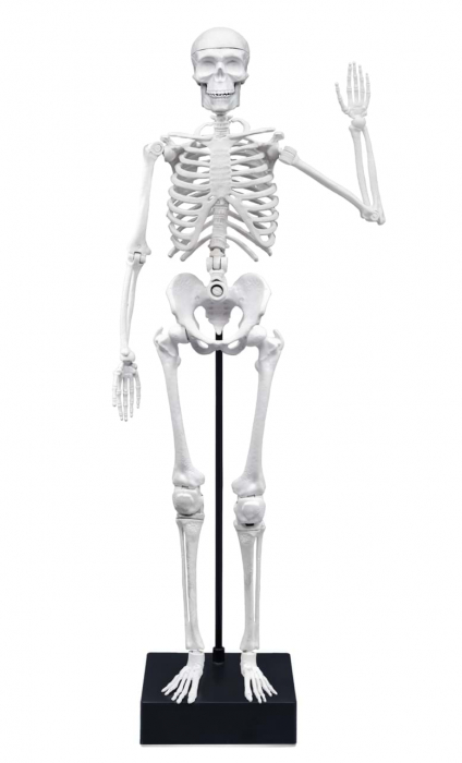 Pachet Anatomie Schelet Gigant 45 cm si Experimentele micului geniu Corpul Uman [2]