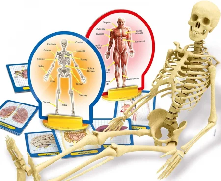 Pachet Anatomie Schelet Gigant 45 cm si Experimentele micului geniu Corpul Uman [4]