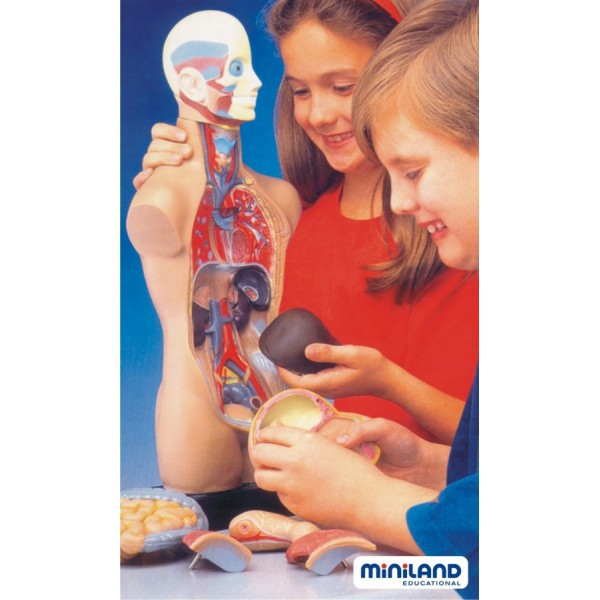 Miniland Set Anatomia Umana 50 cm [4]